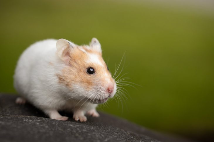 Sødt hvidt og brunt hamster