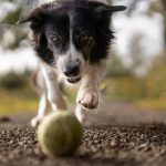 Hund jagter tennis bold
